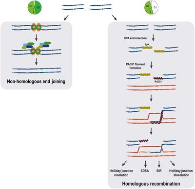 Studying DNA Double-Strand Break Repair: An Ever-Growing Toolbox